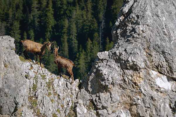 Karwendel: Gämse beim Seinskopf in der Soierngruppe