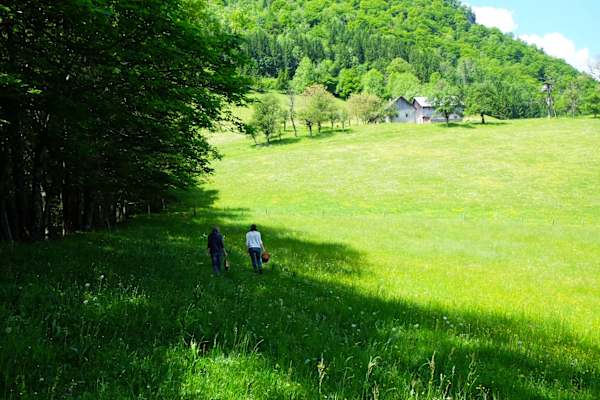 Kräuterwandern mit Valerie Jarolim: Blick auf die Alm in Küpfern bei Weyer in Oberösterreich