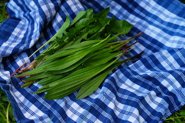 Kräuterwandern: Löwenzahn und Spitzwegerich