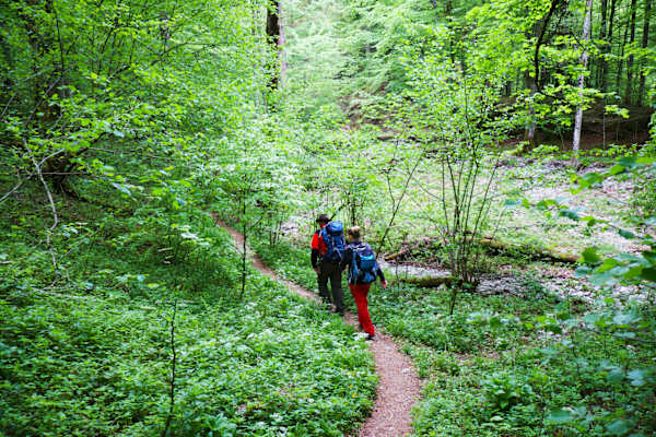 Streifzug durch die Wälder des Nationalparks Kalkalpen