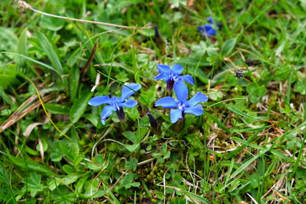 Nationalpark Kalkalpen: Blume im Almgebiet