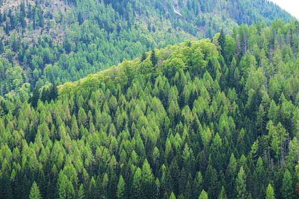 Wald im Nationalpark Kalkalpen