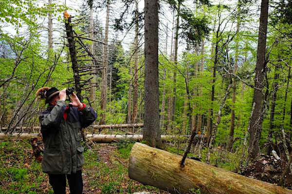 Nationalpark Kalkalpen: Walter Stecher in den Wäldern
