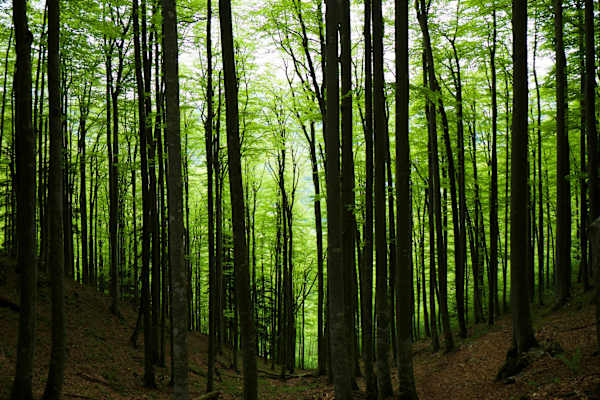 Nationalpark Kalkalpen: Wald und Wildnis