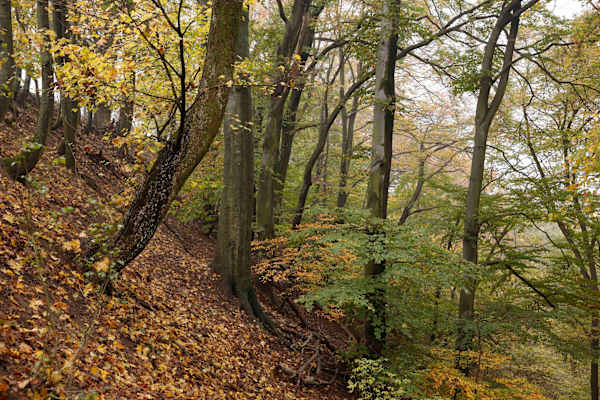 Hangwald mit Rotbuchen bei Maria Ellend