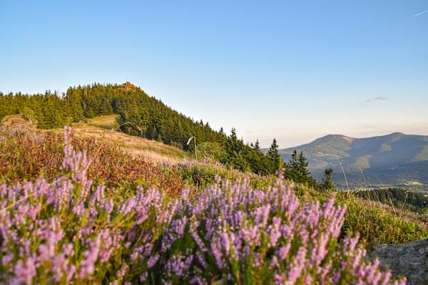 Im Herbst ist die Osserwiese besonders schön.
