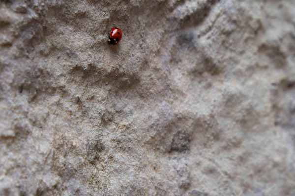 Weil sich die Braunbären leider nicht fotografieren ließen, hier ein Marienkäfer zur Entschädigung