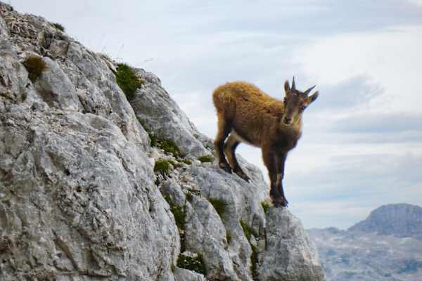 Bergwelten ServusTV Gebirgsjagd