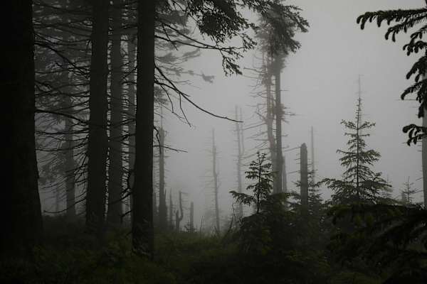24 h Trophy: 24 Stunden wandern im Schwarzwald