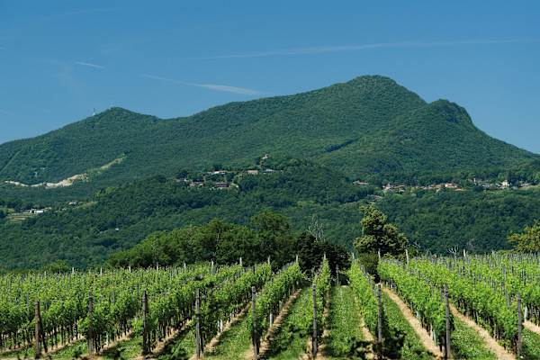 Monte San Giorgio Luganersee UNESCO