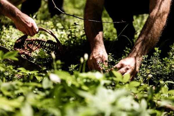 Kräuter sammeln Wald Survival Camp