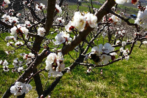 Frühling im Vinschgau in Südtirol