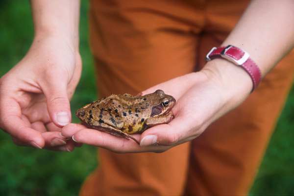 Bekanntschaft mit einem Frosch