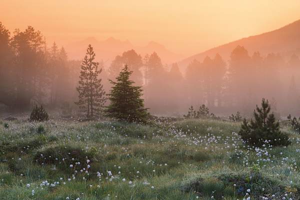 Glaubenbergpass Hochmoor 
