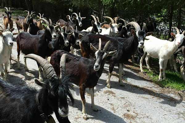 Meckernde Begleiter: Die Bündner Strahlenziegen.