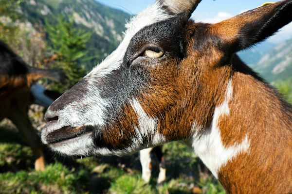 Helgas Alm: Ziege im Bergmahd