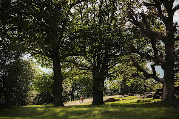Am Castelfelder stehen uralte Bäume.