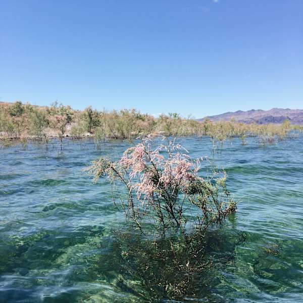 Ana Zirner Colorado River