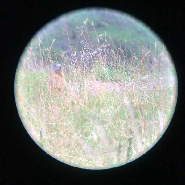 Schweizerischer Nationalpark