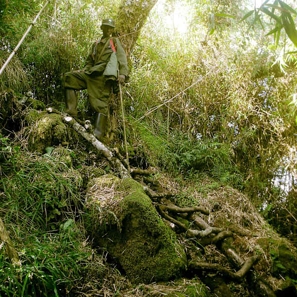 Virungas Berggorillas Reise