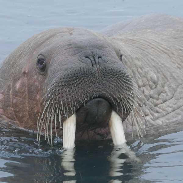 Walrosse kommen den Booten ganz nahe.