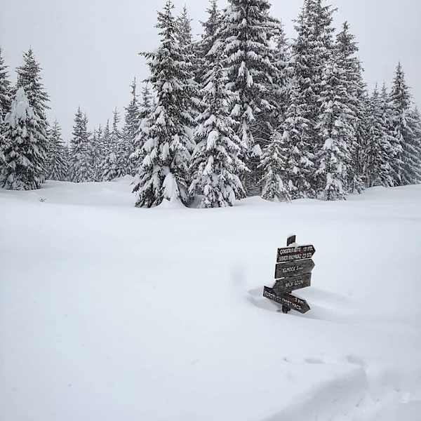 Auf der Iglmoosalm im Salzkammergut wird es bald schwierig werden den rechten Weg zu finden