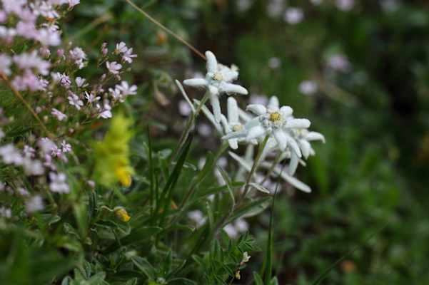 Bergsteigerdorf Hüttschlag
