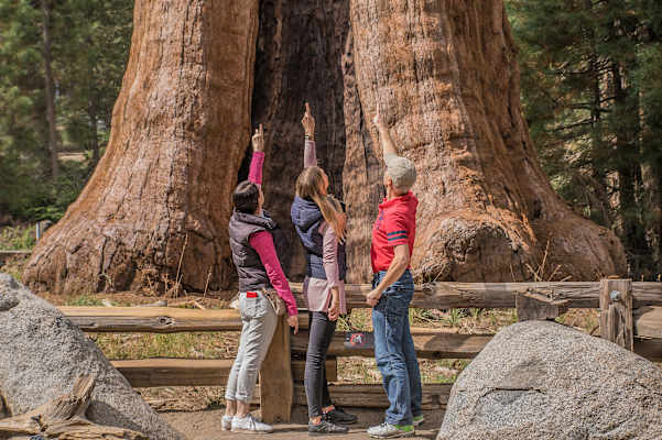 Mammutbäume Kalifornien Sierra Nevada