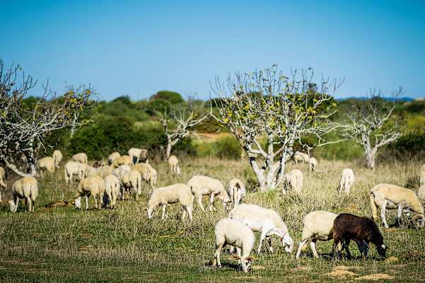 E-Bikes Algarve Portugal