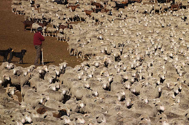 Hirten und Hirtenhunde teilen sich die Aufgabe des Hütens. Trifft man auf erstere, wird man meist in ein freundliches Gespräch verwickelt. Trifft man auf zweitere, gilt es rechtzeitig abzusteigen und Ruhe zu bewahren.