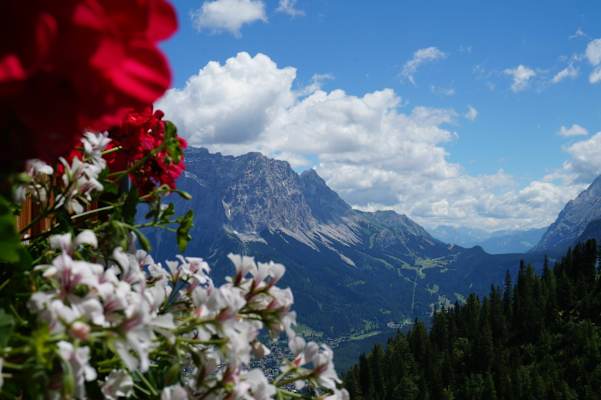 Geranien mit Zugspitze auf der Wolfratshauser Hütte
