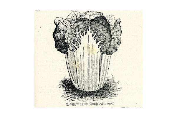 Skizze: Genfer Mangold