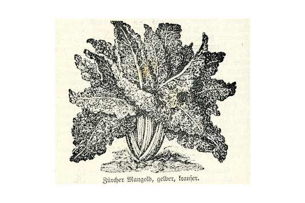 Skizze: Zürcher Mangold