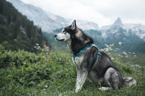 Hund auf Alpenüberquerung