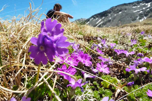 Blumenvielfalt im Frühling entlang des Zustiegs zur Salmhütte im Nationalpark Hohe Tauern