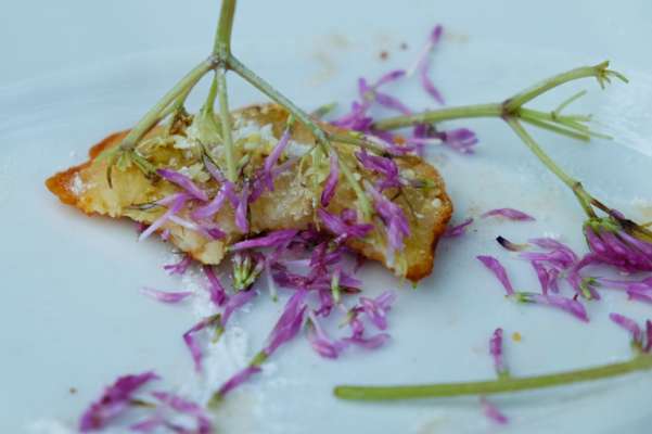 Kräuterwandern: Gebackene Holunderküchlein mit Rotklee