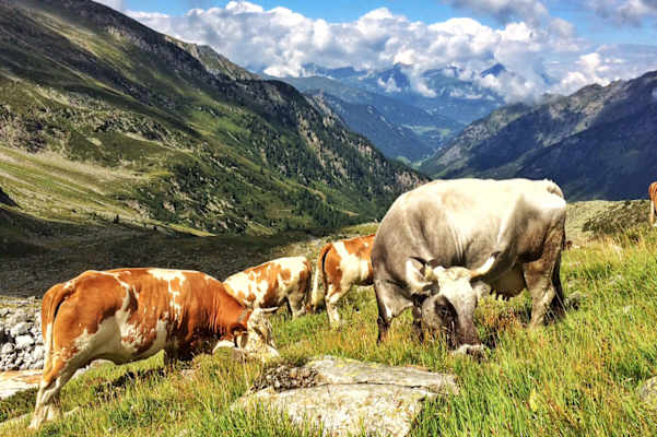 Kühe im Valsertal in Tirol