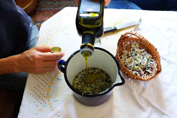 Kräuterwandern: Zubereitung einer Gänseblümchen-Salbe