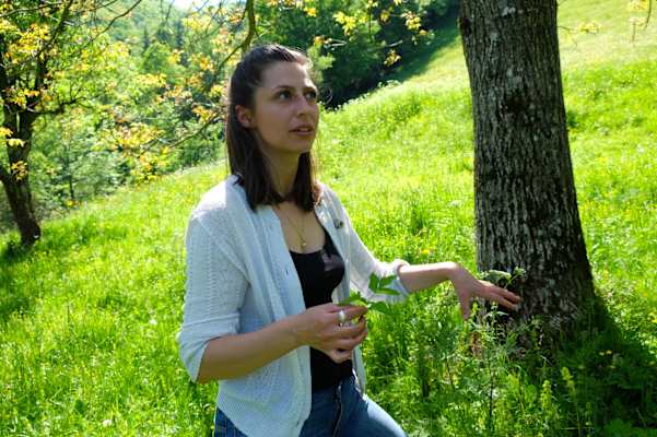 Kräuterwandern: Giersch