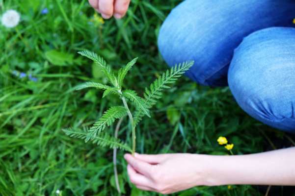 Kräuterwandern: Schafgarbe