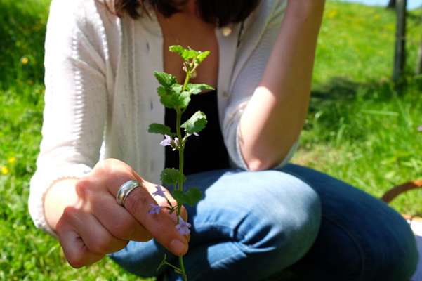 Kräuterwandern: Valerie Jarolim mit Gundelrebe