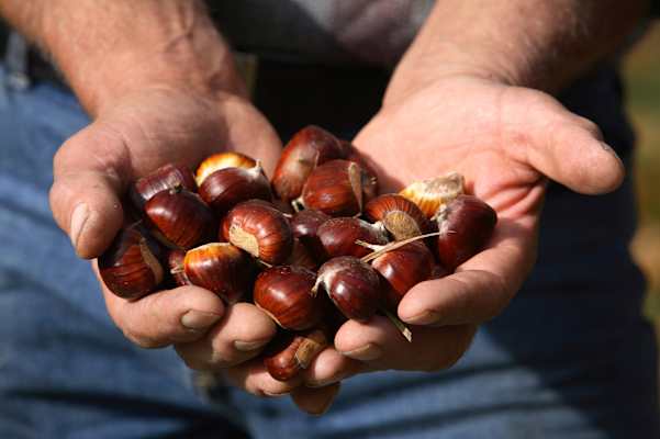 Südtiroler Gold: Kastanien