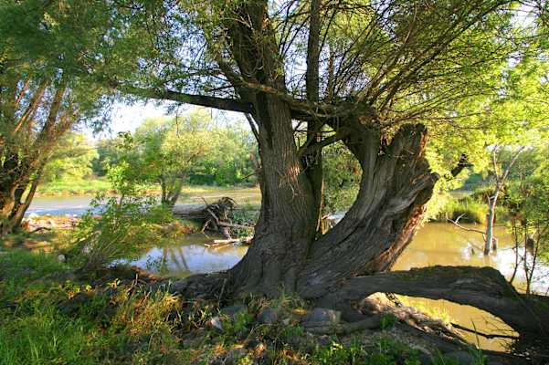 Alte Weide im Nationalpark Donau-Auen