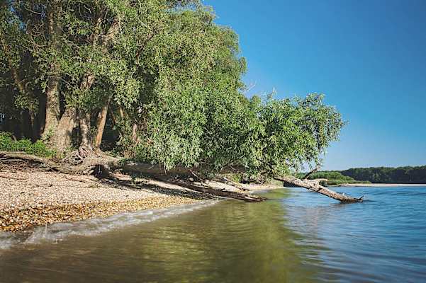 Donauufer mit Weiden