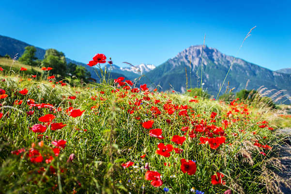 Rundweg Brigerberg: In der Leone-Gruppe im Kanton Wallis