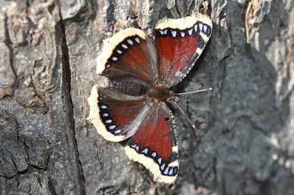 Trauermantel (Nymphalis Antiopa) Schmetterlinge Brandenbergtal