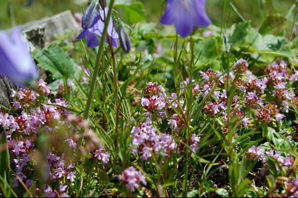 Quendel / wilder Thymian