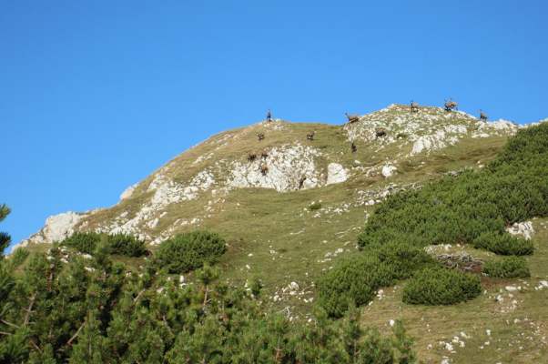 Gämsen am Jägersteig