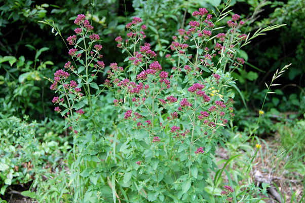 Quendel / wilder Thymian