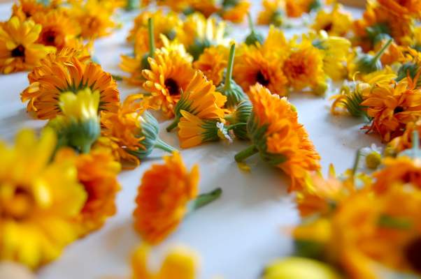 Die altbewährte Ringelblume